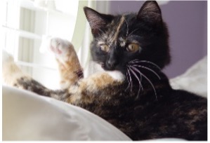 picture of cat