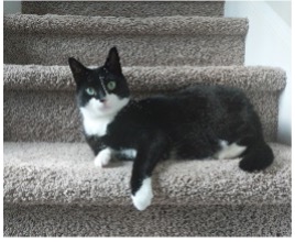 picture of cat on stairs
