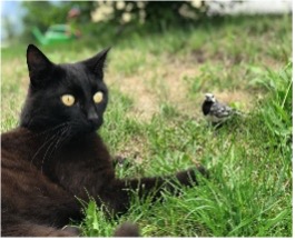 picture of cat in the grass