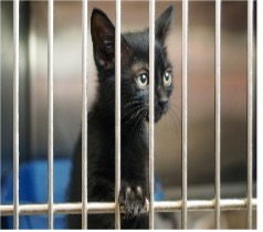 picture of cat in a kennel