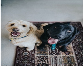 two dogs looking up at someone