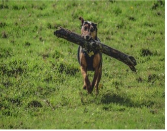 dog running with branch to someone