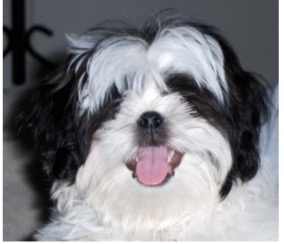 picture of dog
