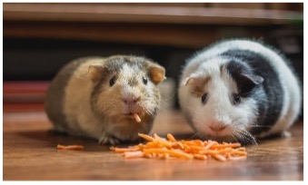 picture of ginuea pigs eating a snack