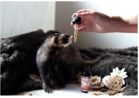 picture of a ferret receiving a treat
