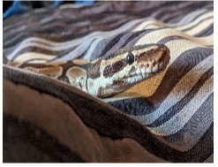 picture of a snake